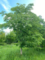 Aziatische linde - Tilia insularis