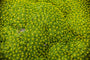 Andeskruid - Azorella Trifurcata
