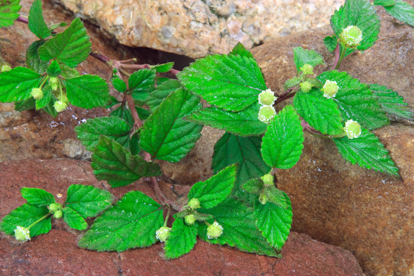 Aztekenkruid - Lippia dulcis