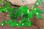 Aztekenkruid - Lippia dulcis