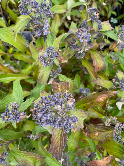 Baardbloem - Caryopteris clandonensis 'Grand Blue' (herfst)