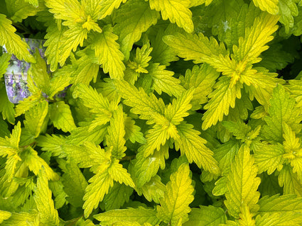 Baardbloem - Caryopteris × clandonensis 'Hint Of Gold'