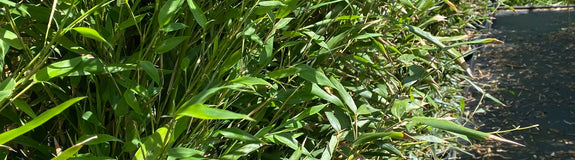 Bamboe - Phyllostachys Bissetii