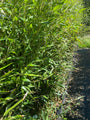 Bamboe - Phyllostachys Bissetii