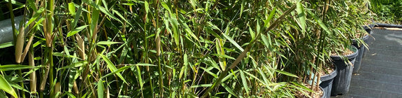 Bamboe - Fargesia robusta 'Campbell'