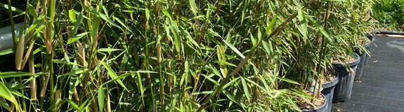 Bamboe - Fargesia robusta 'Campbell'