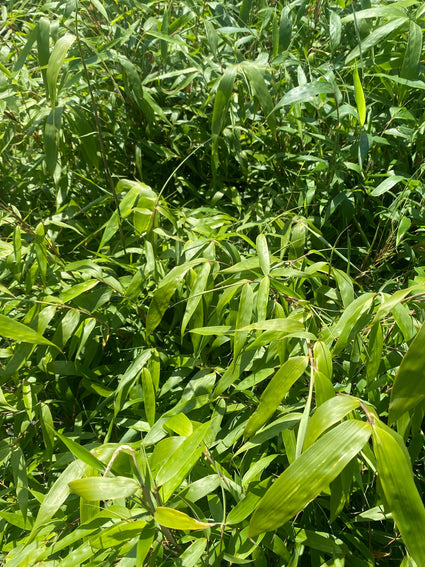 Bamboe - Fargesia robusta 'Wenchuan'