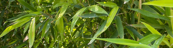 Phyllostachys aurea ook wel Bambusa Aurea genoemd