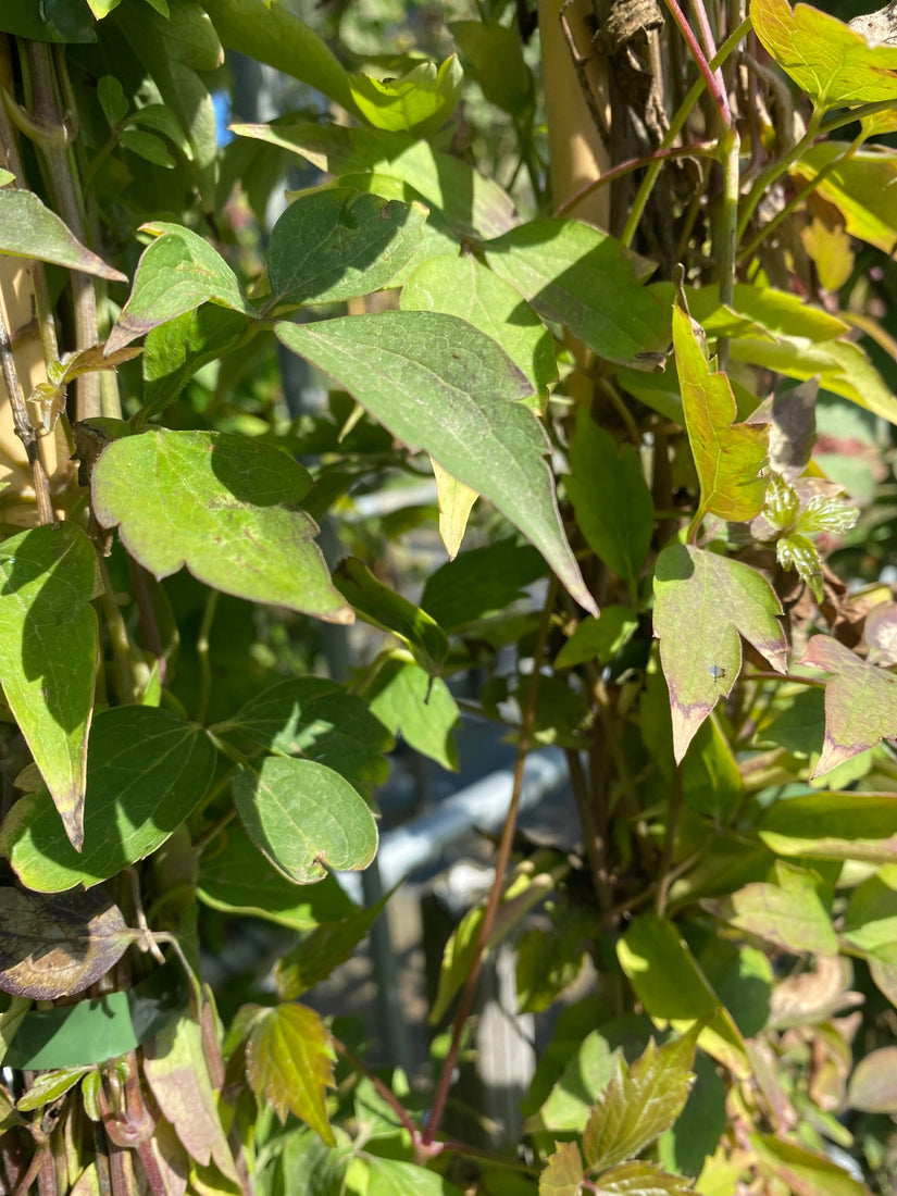 Blad Bergbosrank - Clematis montana 'Tetrarose'