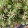 Bergden - Pinus Mugo 'Heideperle'