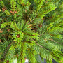 Bergden - Pinus mugo 'Klostergrun'
