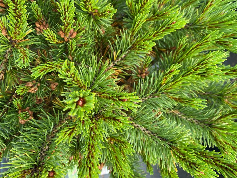 Bergden - Pinus mugo 'Klostergrun'