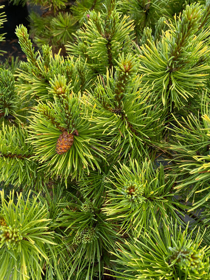 Bergden - Pinus mugo 'Winter Sun'