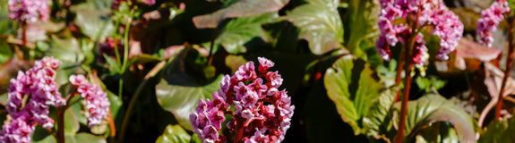 Schoenlappersplant - Bergenia 'Rotblum'