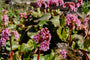 2 x Schoenlappersplant - Bergenia 'Rotblum'