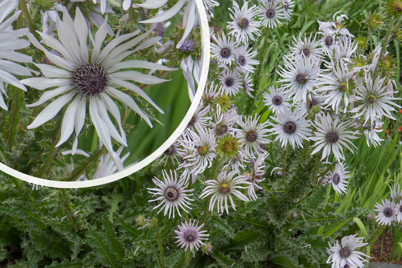 Afrikaanse reuzendistel - Berkheya purpurea in bloei