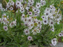 Afrikaanse reuzendistel - Berkheya purpurea