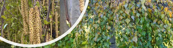 Treurberk - Betula pendula 'Youngii' met detail Bloei