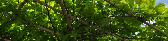 Beuk Dakboom - Carpinus betulus