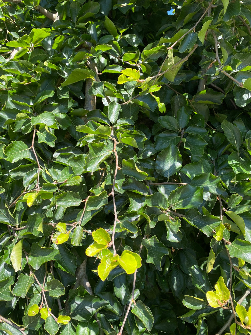 Bladeren Beuk - Fagus sylvatica 'Verzy'