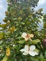 Magnolia grandiflora 'Francois Treyve' in bloei