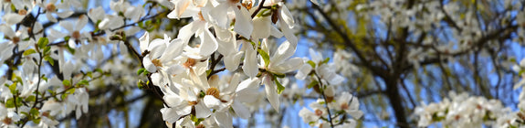 Beverboom - Magnolia kobus hoge boom