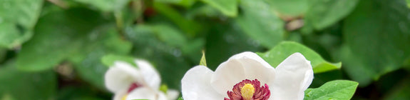 Beverboom - Magnolia sieboldii in bloei