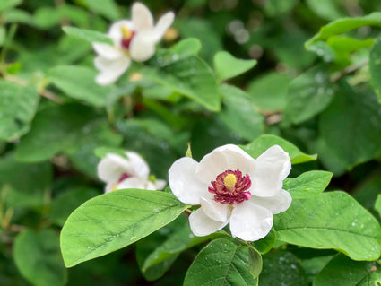 Beverboom - Magnolia sieboldii in bloei