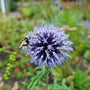 Bijen en vliegen op de echinops bijenplant