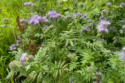 Bijenvoer - Phacelia tanacetifolia