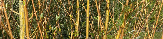 Schietwilg - Salix alba 'Chermesina'