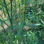Blad Bittere wilg - Salix purpurea