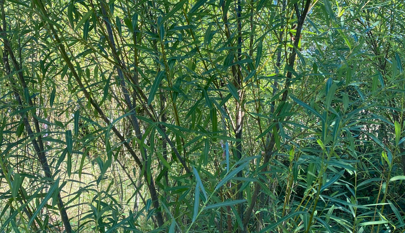 Bittere wilg - Salix purpurea