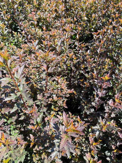 Blaasspirea - Physocarpus opulifolius 'Tiny Wine'