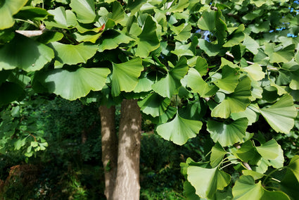 Blad Japanse notenboom - Ginkgo biloba