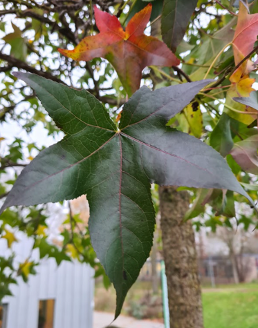 Amberboom bladvorm en kleur in de herfst