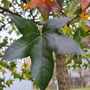 Amberboom bladvorm en kleur in de herfst