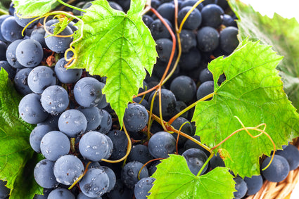 Blauwe druif - Vitis vinifera 'Muscat Bleu'