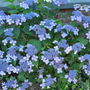 schermbloem hortensia blauw