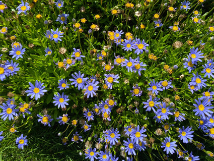 Blauwe margriet - Felicia amelloides