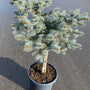 Blauwspar - Picea pungens 'Glauca Globosa'