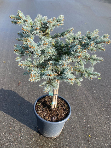 Blauwspar - Picea pungens 'Glauca Globosa'