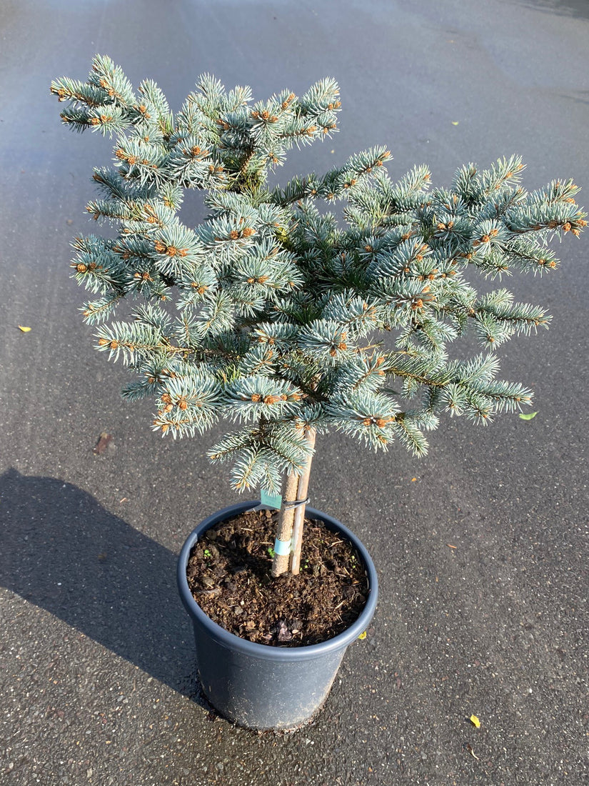 Blauwspar - Picea pungens 'Glauca Globosa'