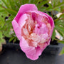 Pioenroos - Paeonia 'Raspberry Sundae' in bloei