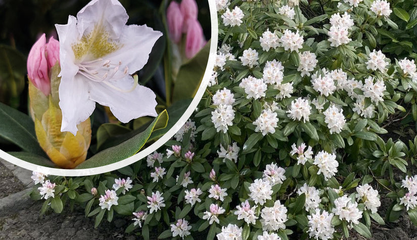Groenblijvende struik - Rhododendron 'Cunningham's White'