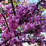 Prachtig roze bloeiende boomsoort