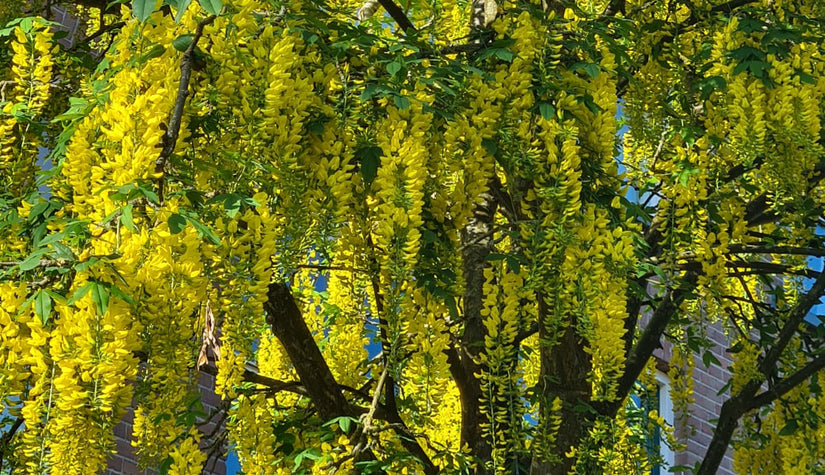 boom met gele trosbloemen