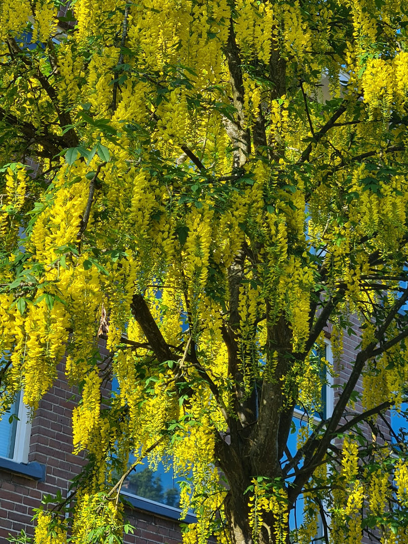 boom met gele trosbloemen