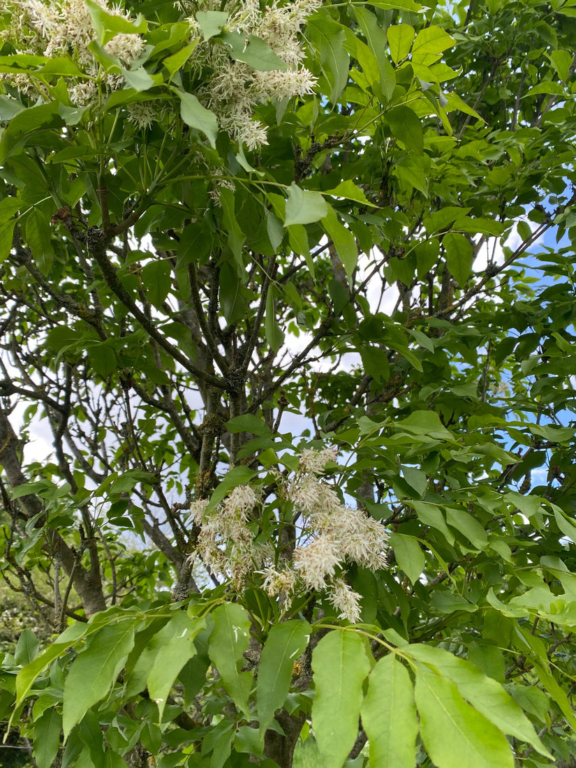 Fraxinus sieboldiana