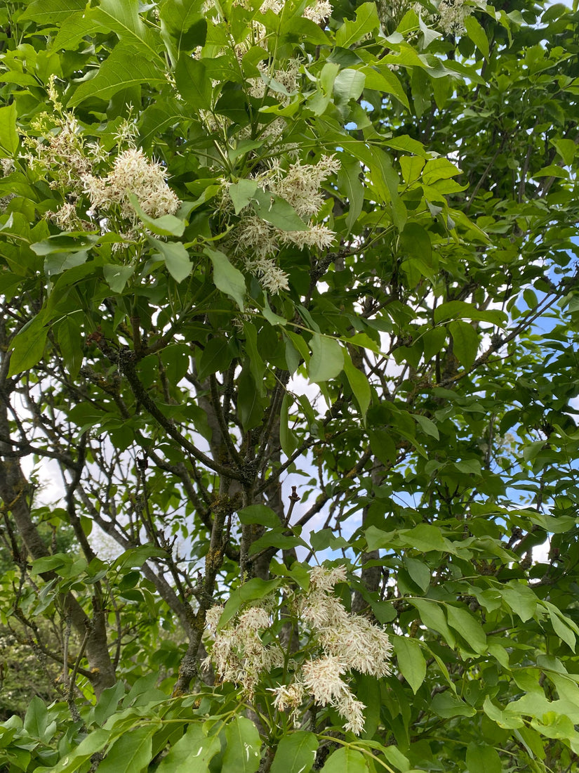 Bloem es - Fraxinus sieboldiana in bloei